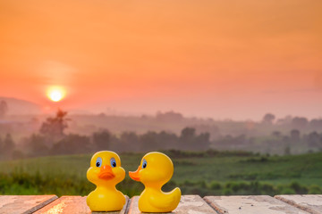 Couple ducks, beautiful love concept and symbol of love  during  beautiful sunrise .