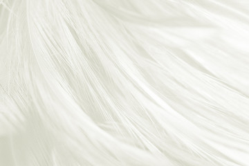Obraz premium Beautiful white feather pattern texture background