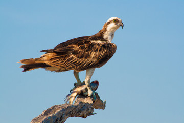 Osprey with Fish Kill, Canaveral National Seashore, Florida