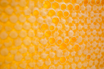 yelllow honeycombs empty and filled with honey