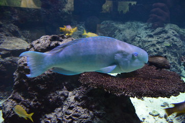 Tropical fish in aquarium in Berlin
