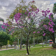 Obraz premium flowers in the garden