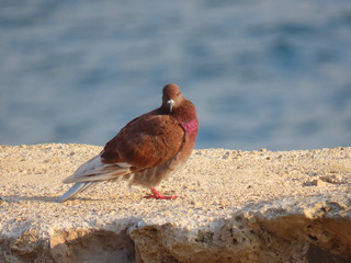 bird on the beach