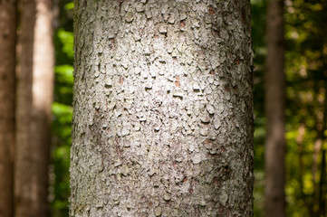 Obraz premium Dettaglio del fusto di un albero