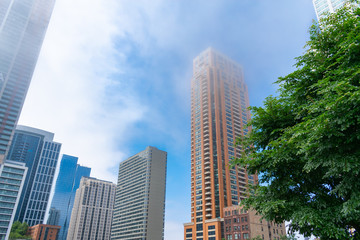 Fototapeta premium Green Tree in front of Skyscrapers along Michigan Avenue in the South Loop of Chicago on a Foggy Day