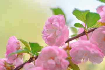 Pink flower sakura bloom in spring season, closeup
