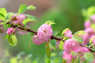 Pink flower sakura bloom in spring season, closeup