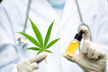 cbd hemp oil, doctor hand hold and offer to patient medical marijuana and oil., legal light drugs...