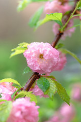 Pink flower sakura bloom in spring season, closeup