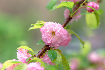 Pink flower sakura bloom in spring season, closeup
