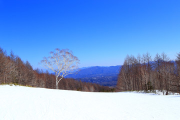 One tree in the winter ski resort