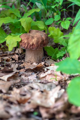 Mushroom Boletus edulis in the forest, closeup.