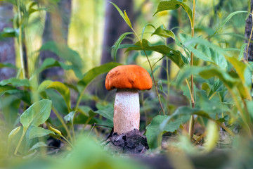 Red mushroom leccinum in the forest, closeup.