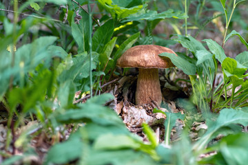 Mushroom Boletus edulis in the forest, closeup.