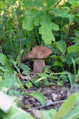 Mushroom Boletus edulis in the forest, closeup.
