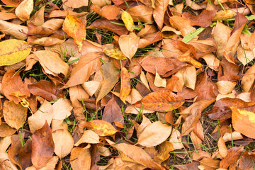 A lot of yellowed leaves on the ground. Background of fallen leaves. The concept of the onset of autumn