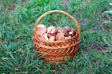 Fototapeta na wymiar Mushrooms collected in a large basket, food