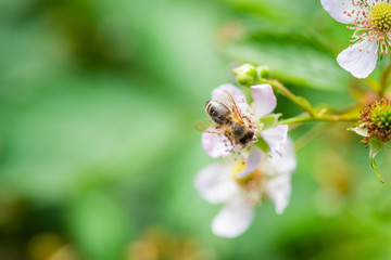 The summer is in full bloom