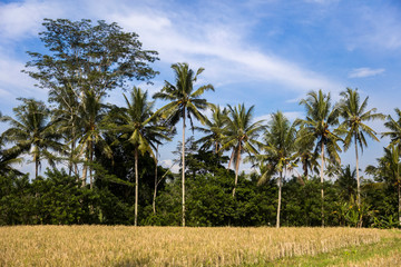 Famous Campuhan ridge walk with tropical view and palm trees in Ubud, Bali, Indonesia