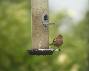 bird on feeder