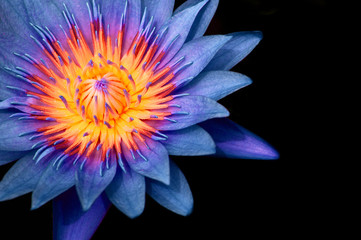 Blue Water Lily,  Blue Lotus macro shot pistil and stamen detail isolated on black
