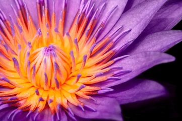 Wall murals Macro photography Purple Water Lily, Purple Lotus macro shot showing pistil and stamen isolated on black