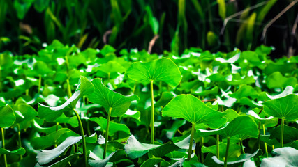 Green leaves pattern background, Natural background and wallpaper. Save world green idea design.