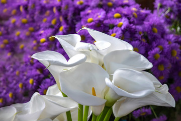 White calla flowers close up on a background of purple asters