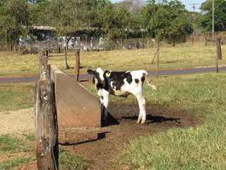 A calf feeding on silage