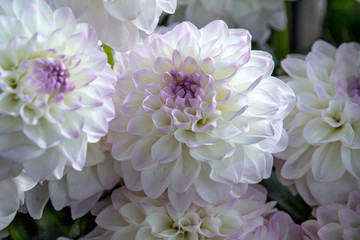 Fototapeta premium Heads of white chrysanthemum flowers close up
