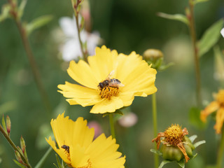 Coréopsis à grandes fleurs ou Coreopsis grandiflora