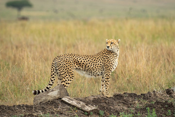 Cheetah in Masai Mara