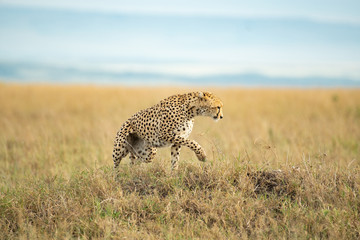 Cheetah in Masai Mara