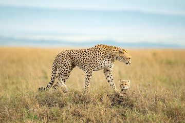 Cheetah and cute cub