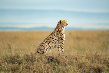 Cheetah in Masai Mara