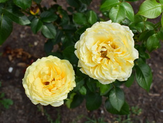 big yellow rose flowers