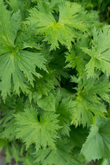 Green leaves background. Natural tropical nature forest foliage