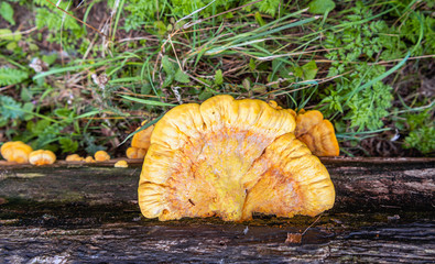 Sulfur polypore or Laetiporus sulphureus growing on a fallen tree trunk