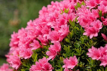 Pink azalea flower, in full bloom, Rhododendron