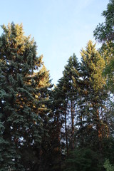 Trees Glowing In Evening Light, William Hawrelak Park, Edmonton, Alberta