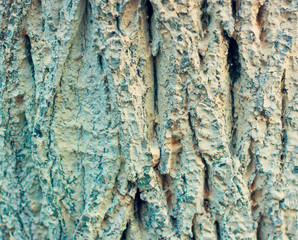 the bark of the tree with white paint