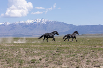 Fototapeta na wymiar Beautiful Wild Horses in the Utah Desert in Spring