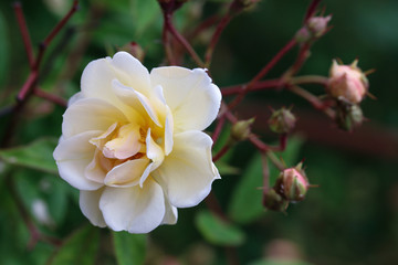 close up of white rose on dark background with buds