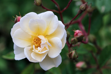 close up of white rose on dark background with buds