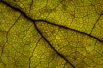 Obraz premium Macro shot a dry leaf texture