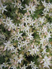 flowers in the garden