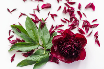 red peony on a white background