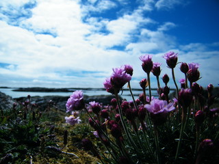 Obraz premium Wildblumen in Irland, Blumen, wild, Natur, Meer, Himmel, 
