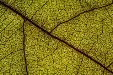 Macro shot a dry leaf texture