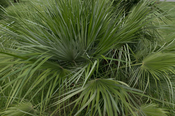 Green thin long leaves . Plant with narrow leaf